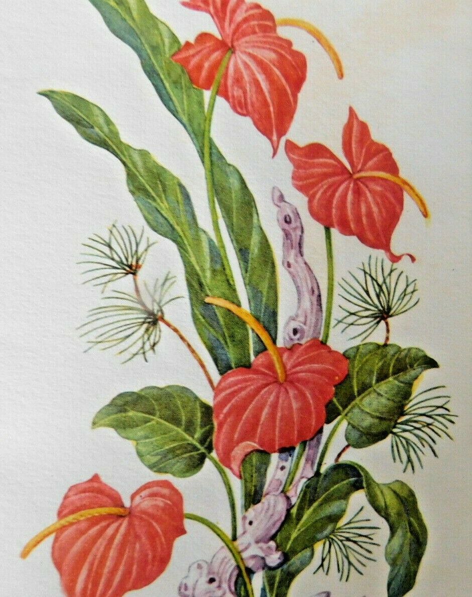 Vintage 1959 Note Card With Beautiful Anthurium (flamingo Flower) Bouquet C262