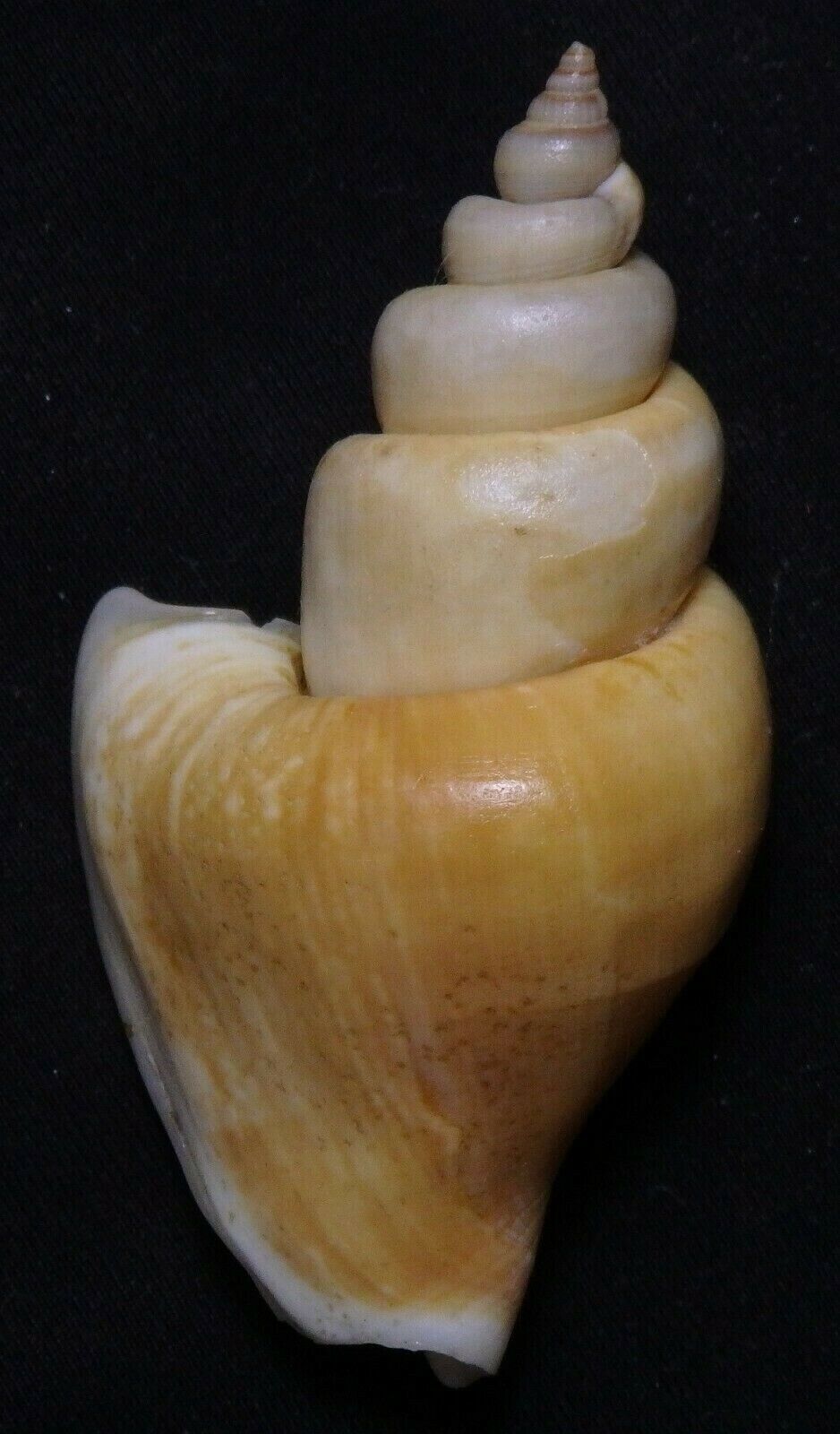 Edspalshells- Strombus Canarium 61.7mm F++/f+++, Amazing Form Sea Shell