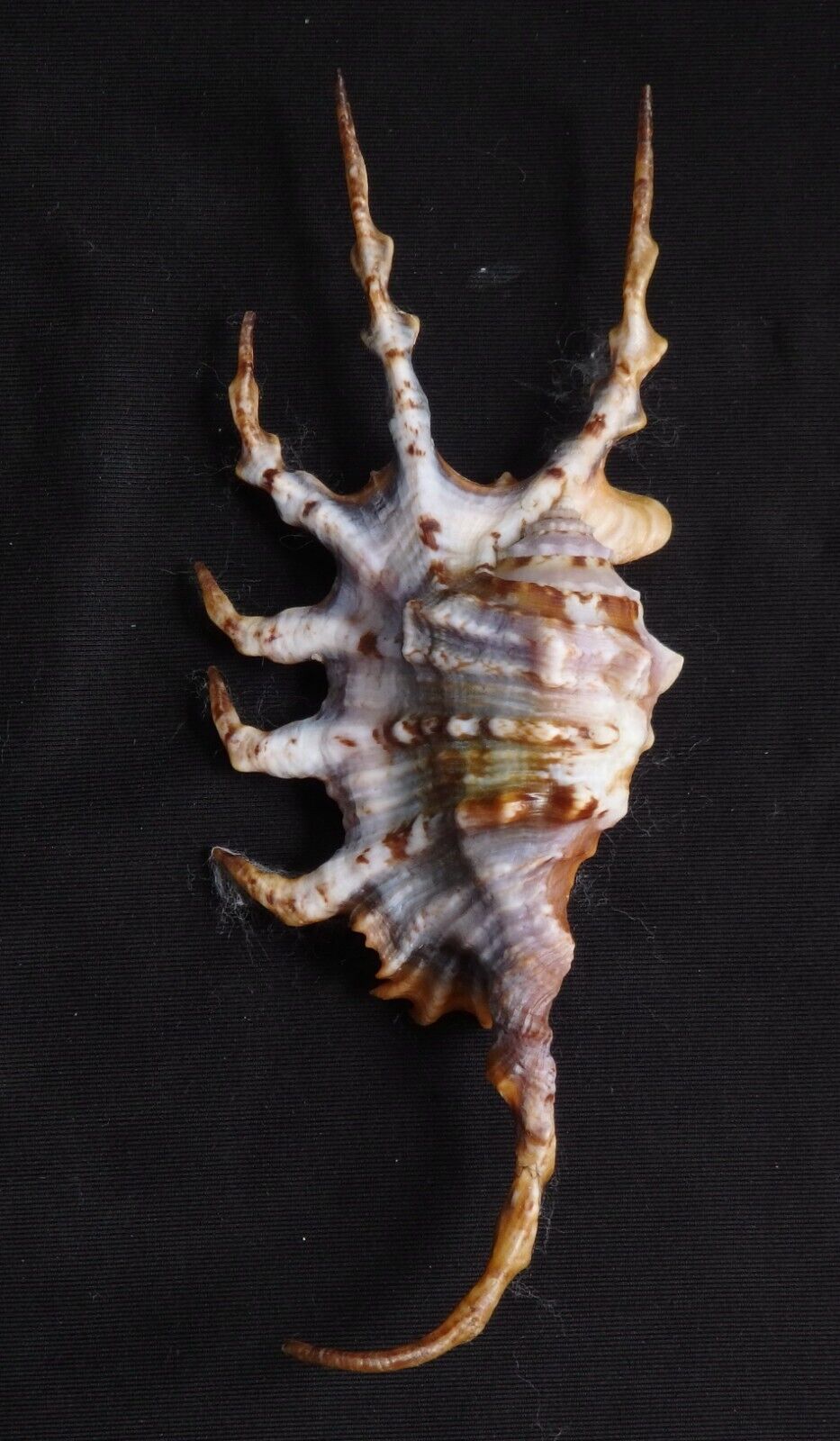 Edspal Shells - Lambis Scorpius 140.2mm   F+++ Strombidae Gastropods  Sea Shell