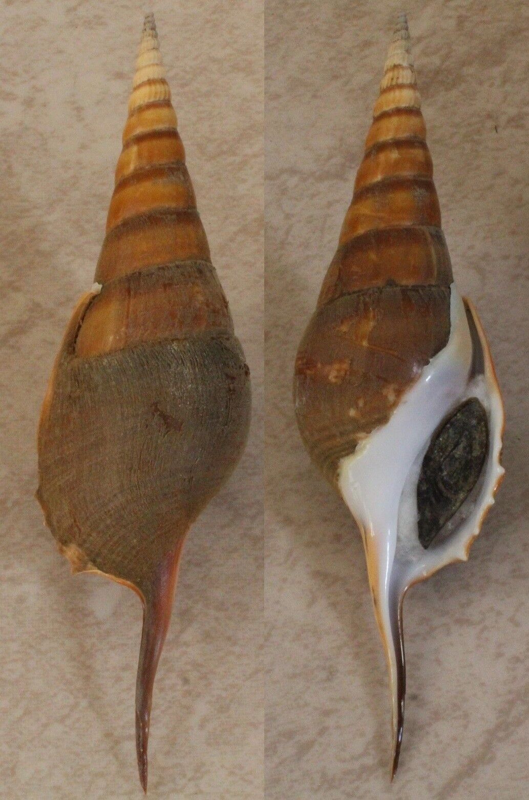 Seashells Tibia Curta 137.5mm F+++ W/ Operculum Marine Specimen Strombus Superb