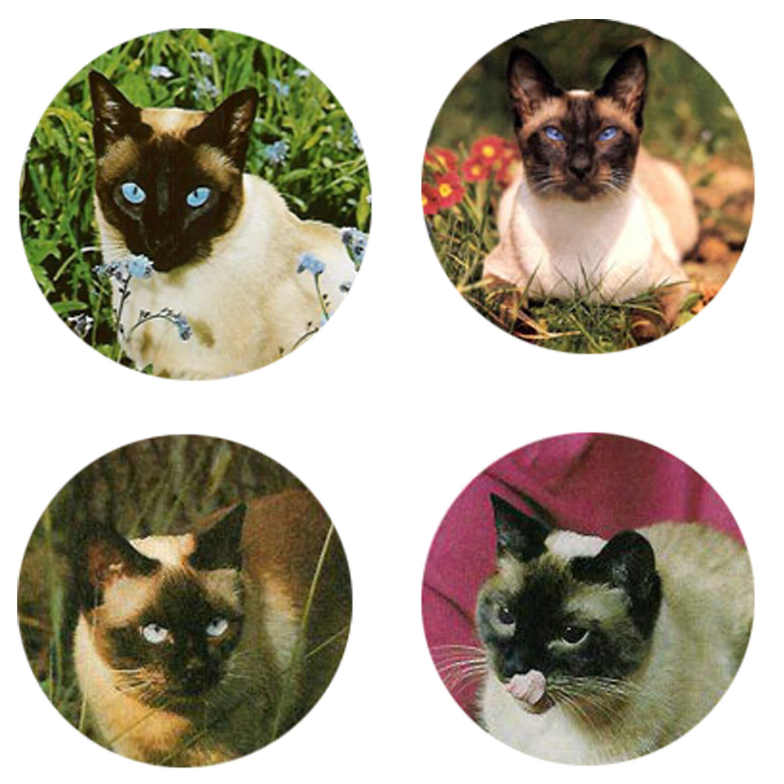 Siamese Cat Magnets: 4 Siamese Cats For Your Fridge Or Collection-a Great Gift