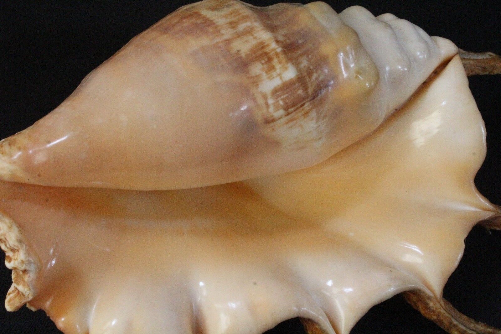 Seashells Lambis Arachnoides Superb Yellow 268mm F+++/gem Ultra Yellow All Over