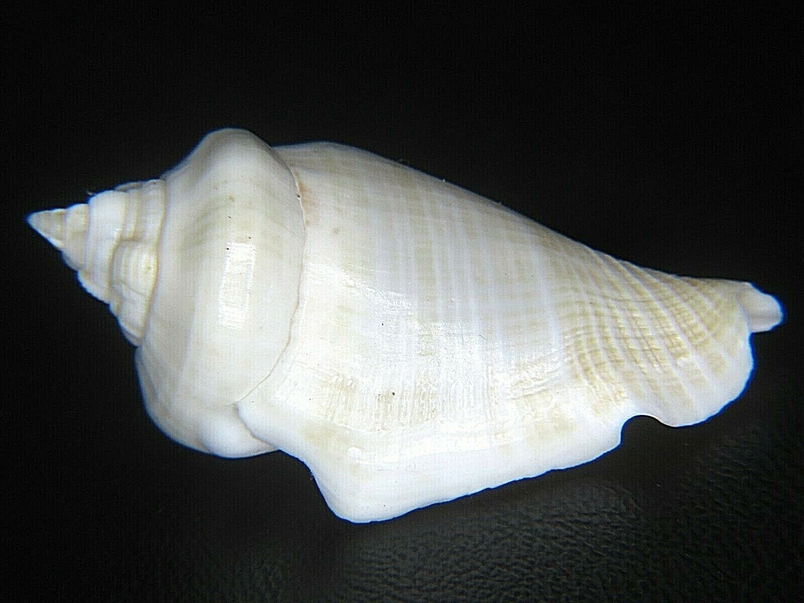 Strombus Clergyi: Unregistered Coral Sea Form Of Gibberulus @ 42.7mm!