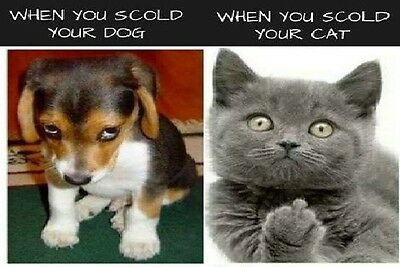 Funny Cat Meme "dog Scold Vs Cat" Fridge Magnet 5' X 3.5'