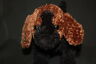 Brown Black Kookey Puppy Dog Unlock The Fun 11" Plush Plush Stuffed Toy