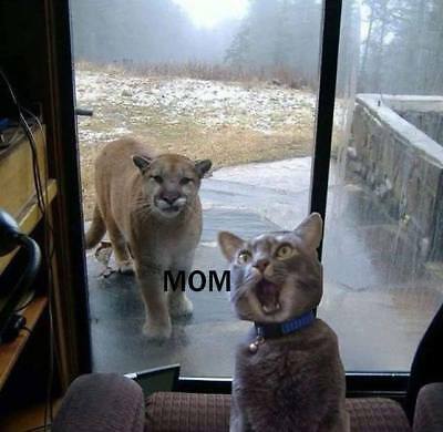 Funny Mom  Cat  Refrigerator Magnet 3 1/2 X 3 1/2"