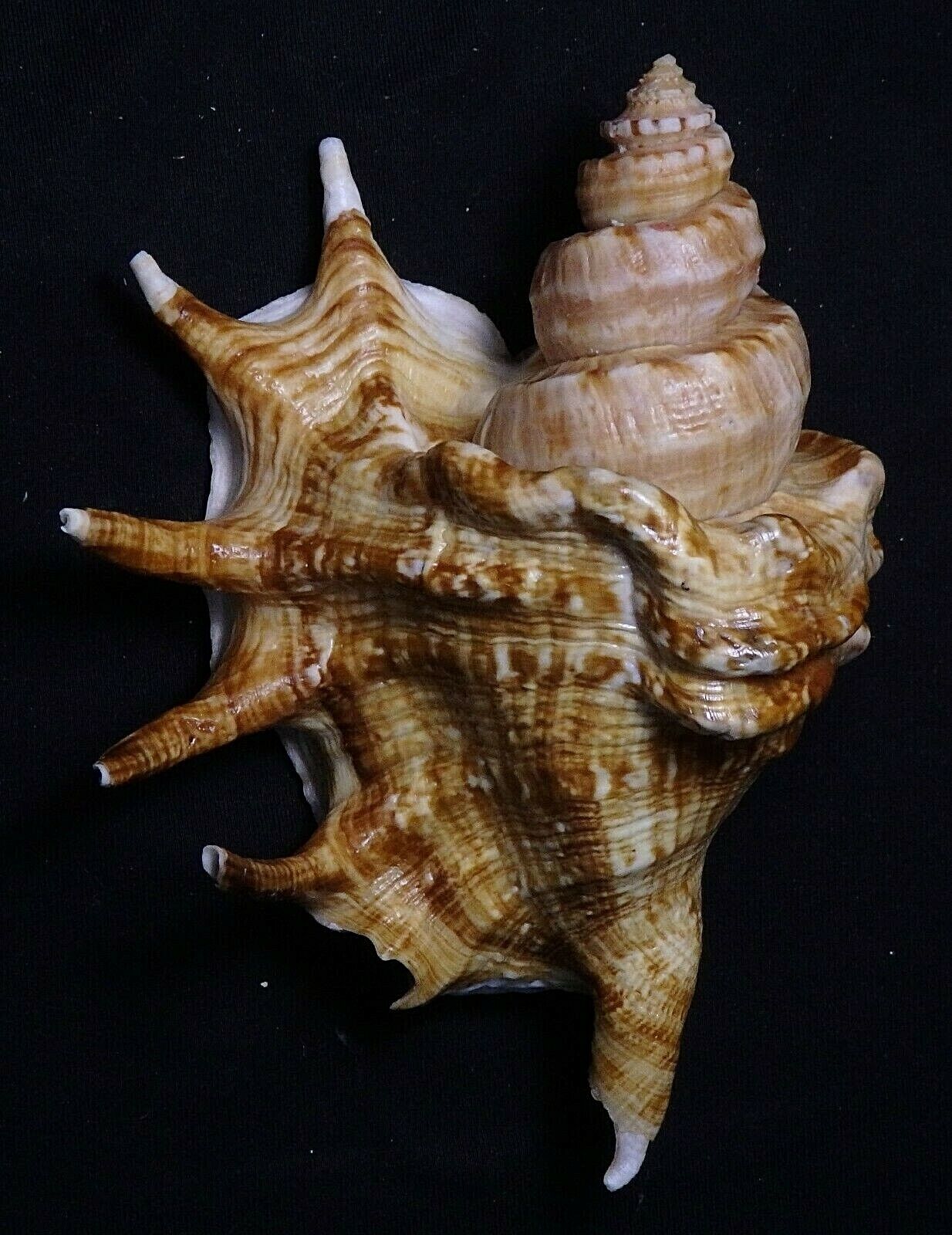 Edspal Shells - Lambis Lambis  133.8mm F+++ Amazing Unique  Form Sea Shell